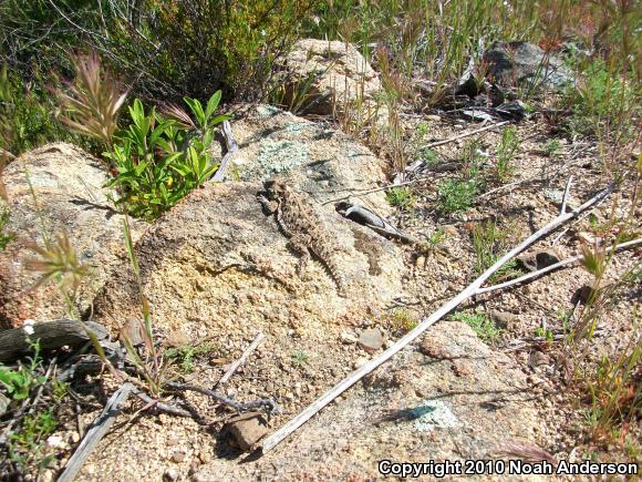 Blainville's Horned Lizard (Phrynosoma blainvillii)