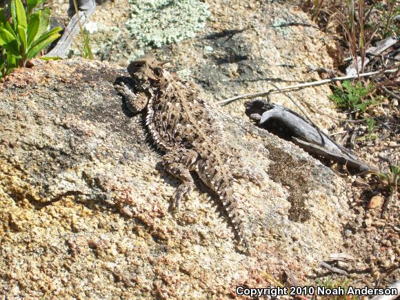 Blainville's Horned Lizard (Phrynosoma blainvillii)