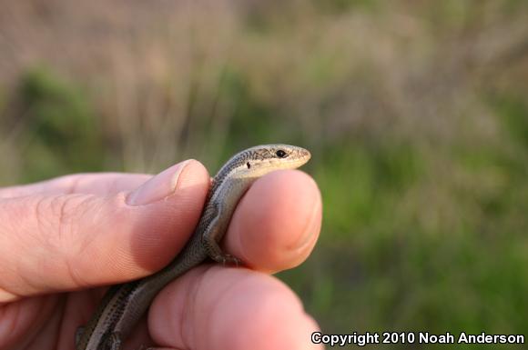 Western Skink (Plestiodon skiltonianus skiltonianus)