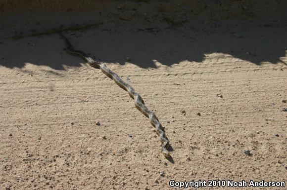 San Diego Gopher Snake (Pituophis catenifer annectens)