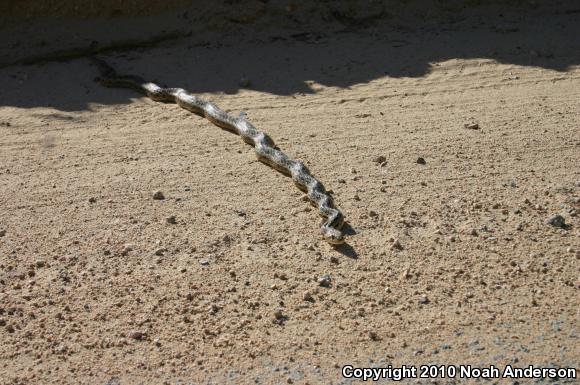 San Diego Gopher Snake (Pituophis catenifer annectens)