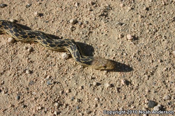 San Diego Gopher Snake (Pituophis catenifer annectens)