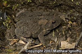 American Toad (Anaxyrus americanus)