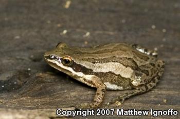 Western Chorus Frog (Pseudacris triseriata)