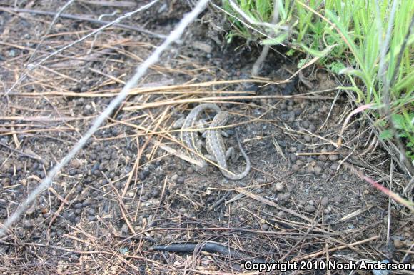 Western Side-blotched Lizard (Uta stansburiana elegans)