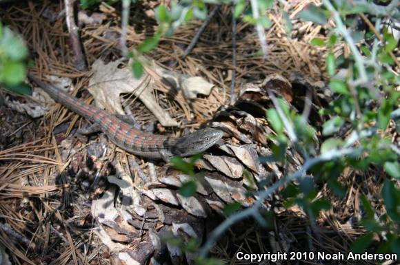 San Diego Alligator Lizard (Elgaria multicarinata webbii)