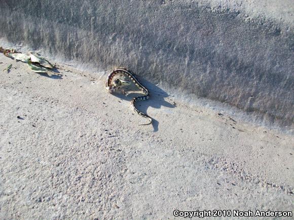 California Kingsnake (Lampropeltis getula californiae)