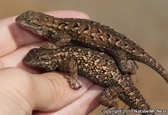 Coast Range Fence Lizard (Sceloporus occidentalis bocourtii)