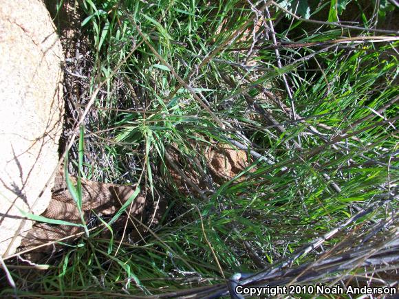 Red Diamond Rattlesnake (Crotalus ruber)