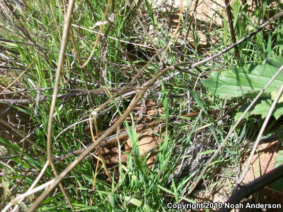 Red Diamond Rattlesnake (Crotalus ruber)