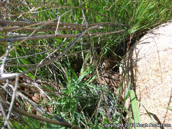 Red Diamond Rattlesnake (Crotalus ruber)