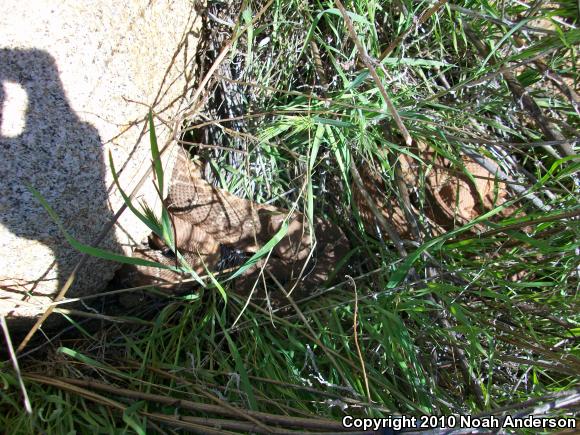 Red Diamond Rattlesnake (Crotalus ruber)