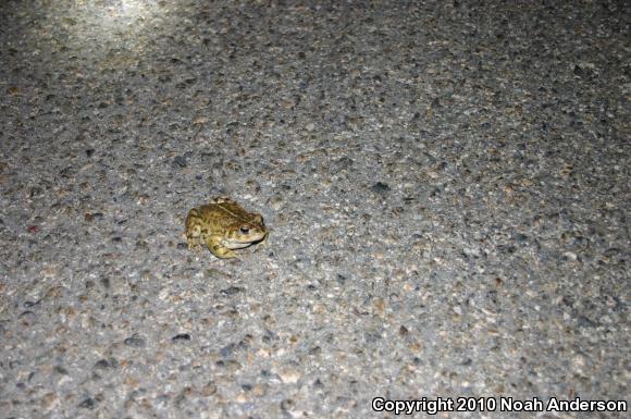 Southern California Toad (Anaxyrus boreas halophilus)