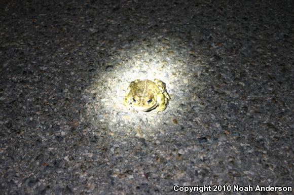 Southern California Toad (Anaxyrus boreas halophilus)