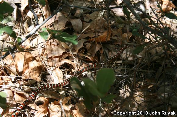 Arizona Mountain Kingsnake (Lampropeltis pyromelana pyromelana)