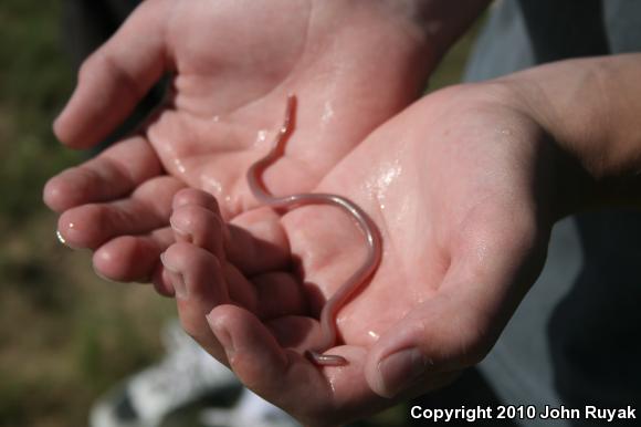 New Mexico Threadsnake (Leptotyphlops dissectus)