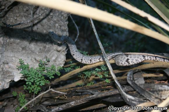 Mottled Rock Rattlesnake (Crotalus lepidus lepidus)