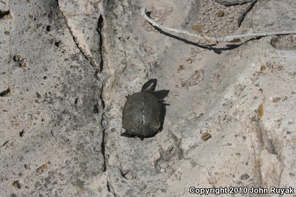 Sonoran Mud Turtle (Kinosternon sonoriense sonoriense)