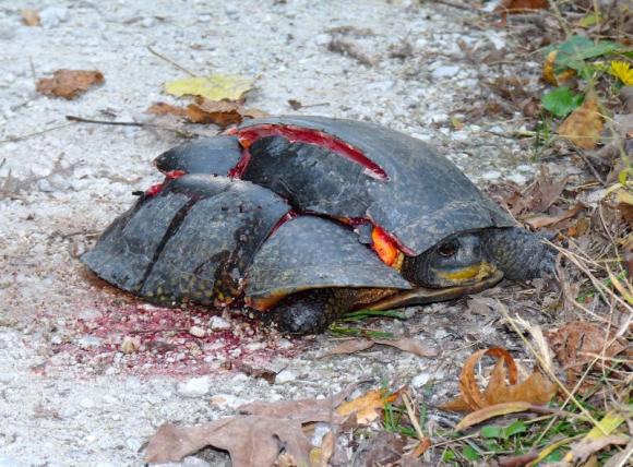 Blanding's Turtle (Emydoidea blandingii)