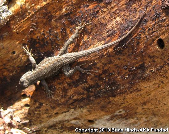 Plateau Fence Lizard (Sceloporus tristichus)