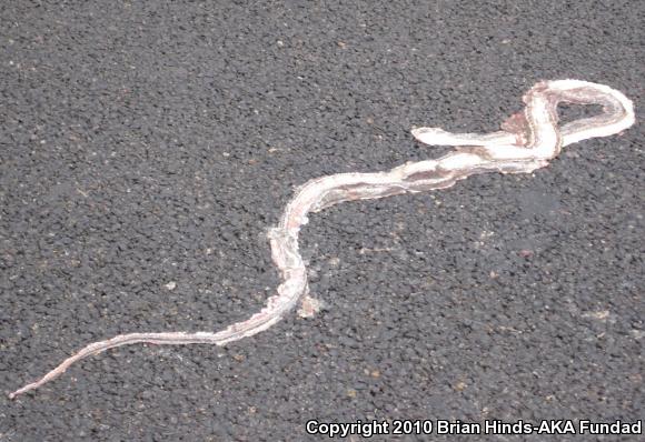 Striped Whipsnake (Coluber taeniatus)