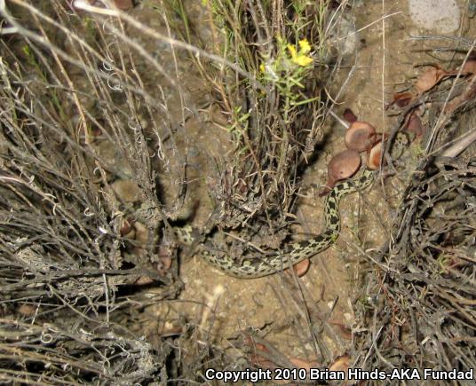 Sonoran Gopher Snake (Pituophis catenifer affinis)