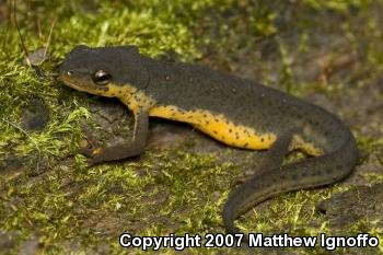 Central Newt (Notophthalmus viridescens louisianensis)