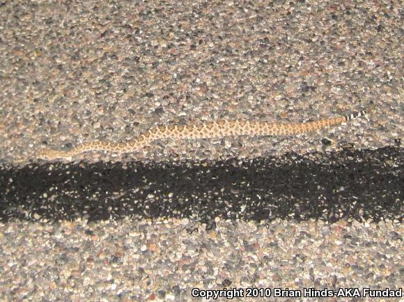 Western Diamond-backed Rattlesnake (Crotalus atrox)