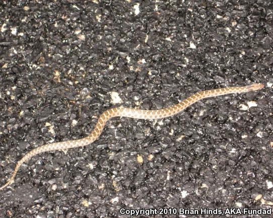 Desert Nightsnake (Hypsiglena chlorophaea deserticola)