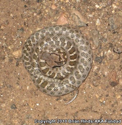 Desert Nightsnake (Hypsiglena chlorophaea deserticola)