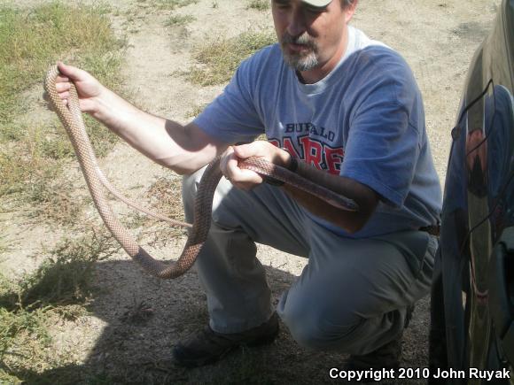 Western Coachwhip (Coluber flagellum testaceus)