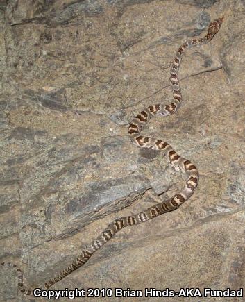 Sonoran Lyresnake (Trimorphodon biscutatus lambda)