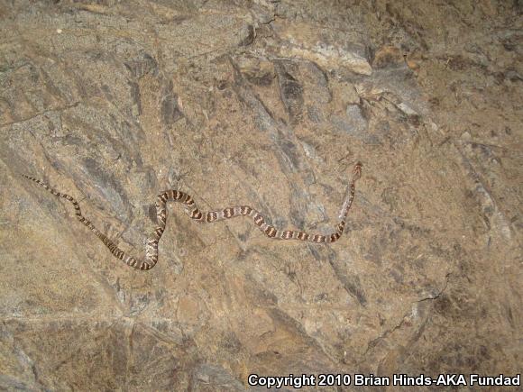 Sonoran Lyresnake (Trimorphodon biscutatus lambda)