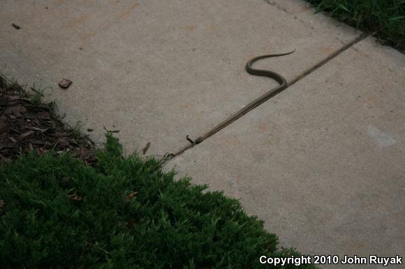 Wandering Gartersnake (Thamnophis elegans vagrans)