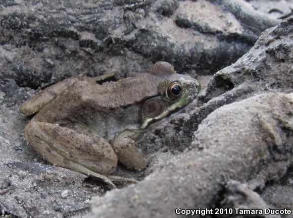 Green Frog (Lithobates clamitans)