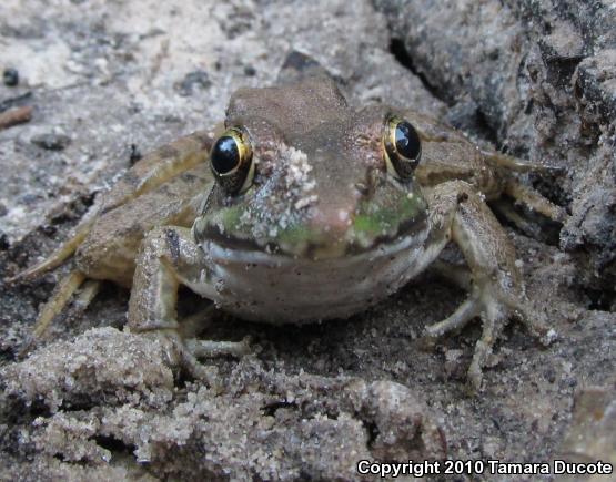 Green Frog (Lithobates clamitans)