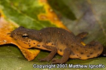 Central Newt (Notophthalmus viridescens louisianensis)