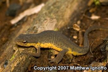 Central Newt (Notophthalmus viridescens louisianensis)