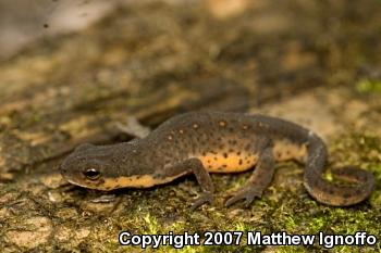 Central Newt (Notophthalmus viridescens louisianensis)