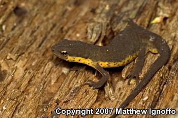 Central Newt (Notophthalmus viridescens louisianensis)