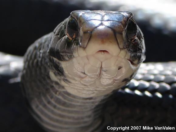 Northern  Black Racer (Coluber constrictor constrictor)