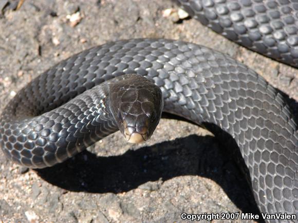 Northern  Black Racer (Coluber constrictor constrictor)