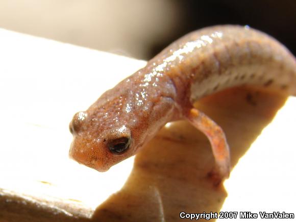 Four-toed Salamander (Hemidactylium scutatum)