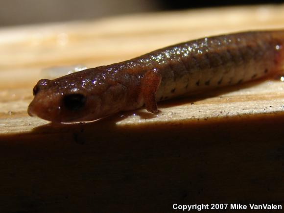 Four-toed Salamander (Hemidactylium scutatum)