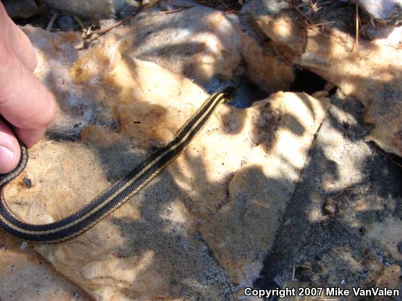 Eastern Gartersnake (Thamnophis sirtalis sirtalis)