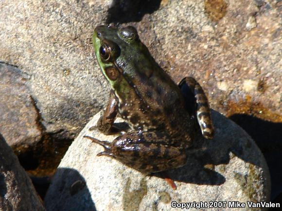 Northern Green Frog (Lithobates clamitans melanota)