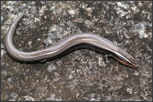 Shortnose Skink (Plestiodon brevirostris)