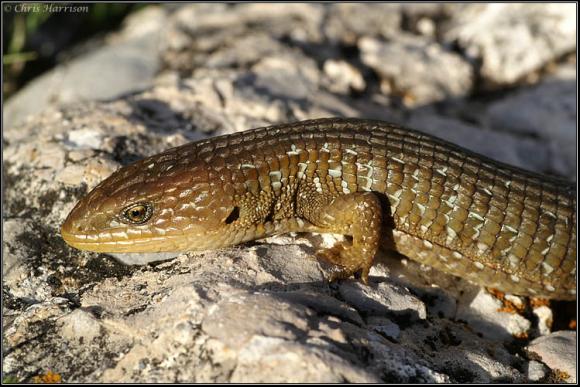 Northern Alligator Lizard (Barisia ciliaris)