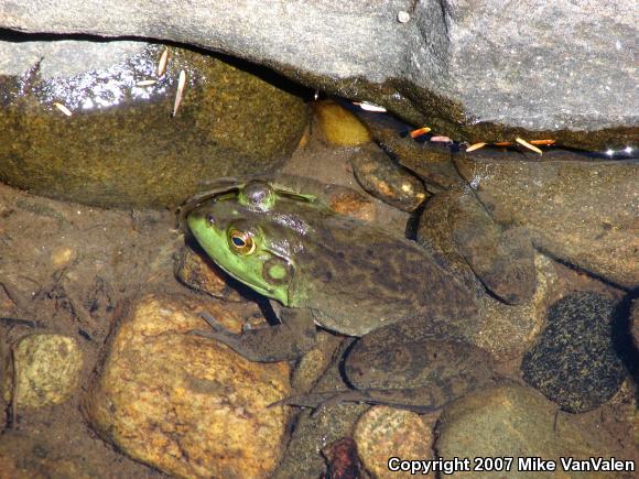 American Bullfrog (Lithobates catesbeianus)