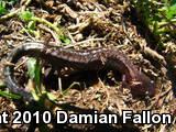 Eastern Red-backed Salamander (Plethodon cinereus)